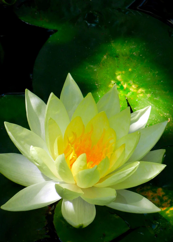 Lotus cover art for Adhyay 1