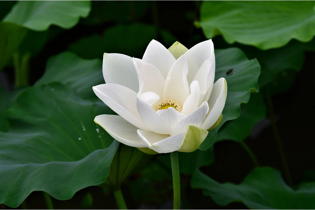 Lotus cover art for Adhyay 10