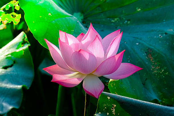Lotus cover art for Adhyay 11