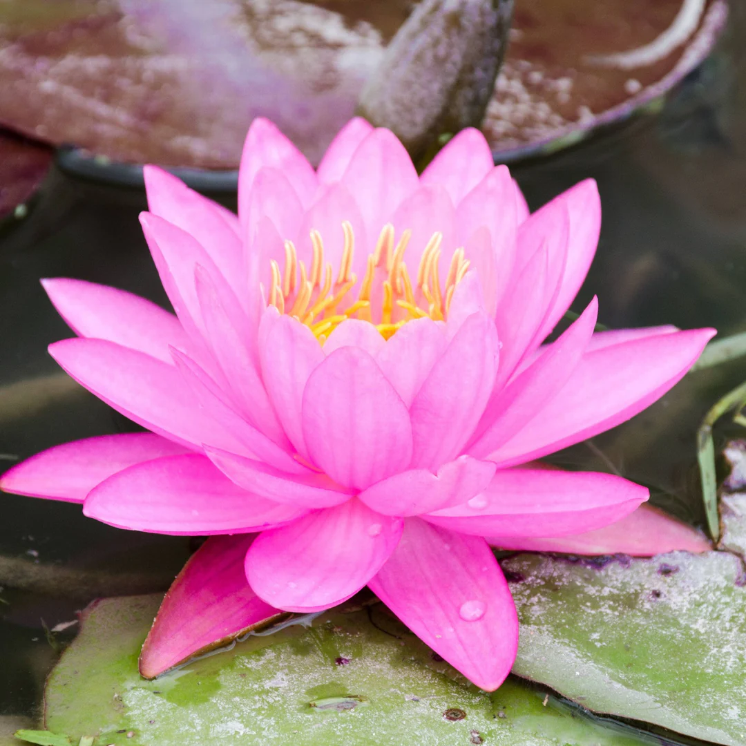 Lotus cover art for Adhyay 12
