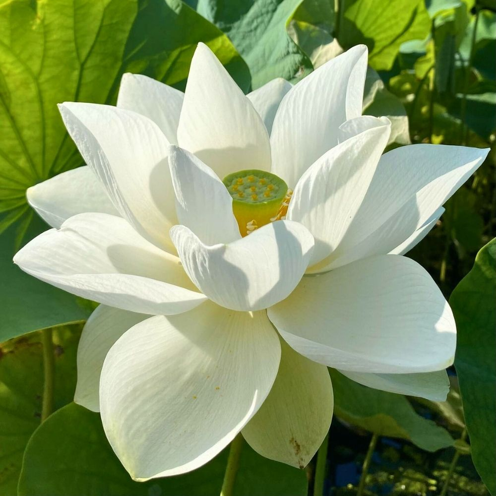 Lotus cover art for Adhyay 14
