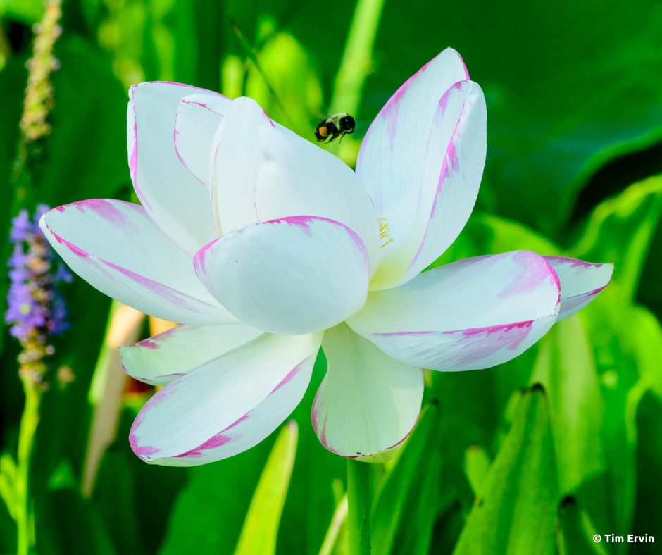 Lotus cover art for Adhyay 15