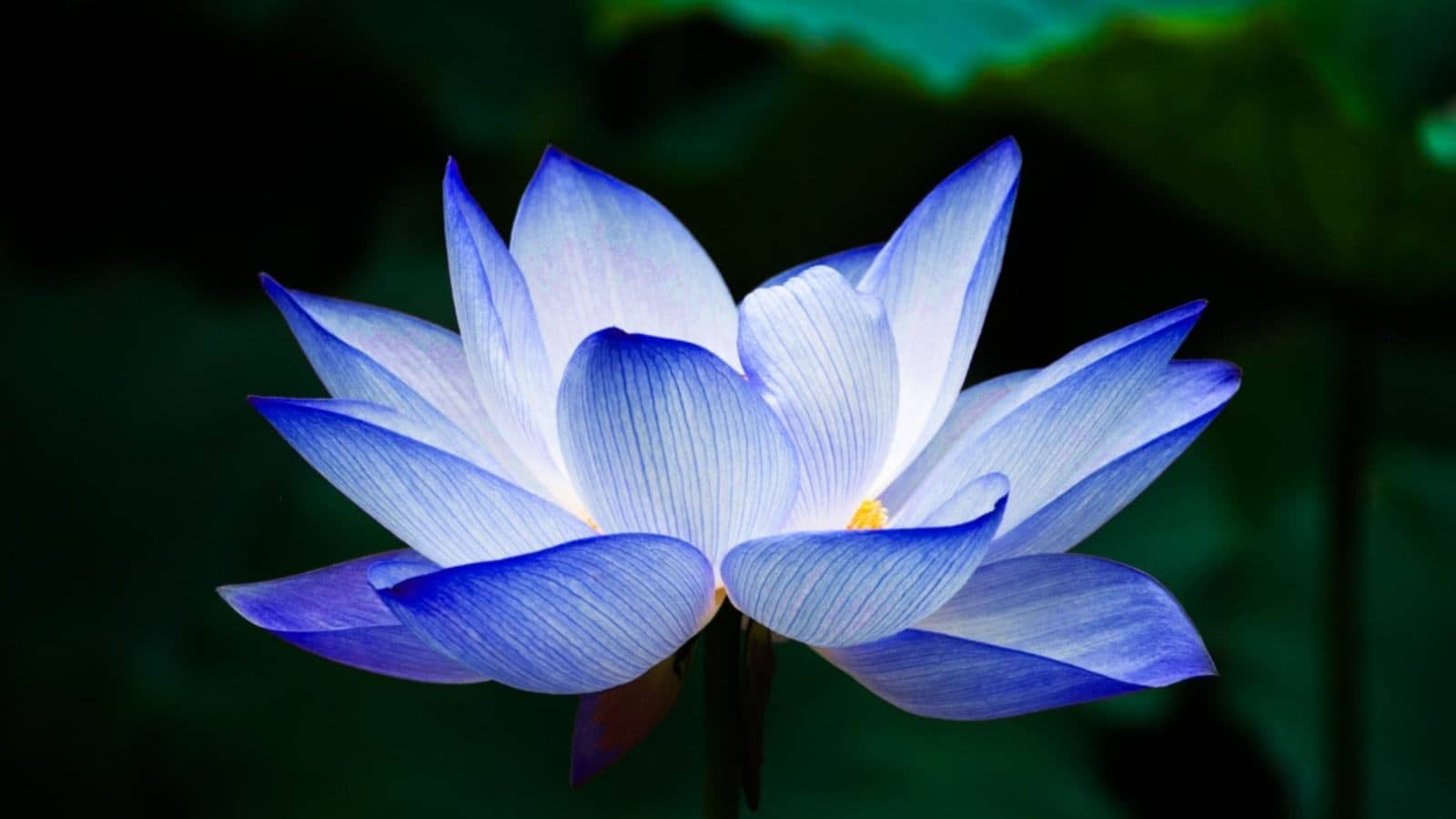 Lotus cover art for Adhyay 16