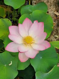 Lotus cover art for Adhyay 17