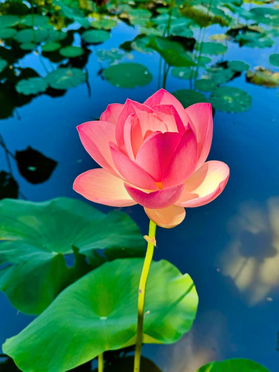 Lotus cover art for Adhyay 18