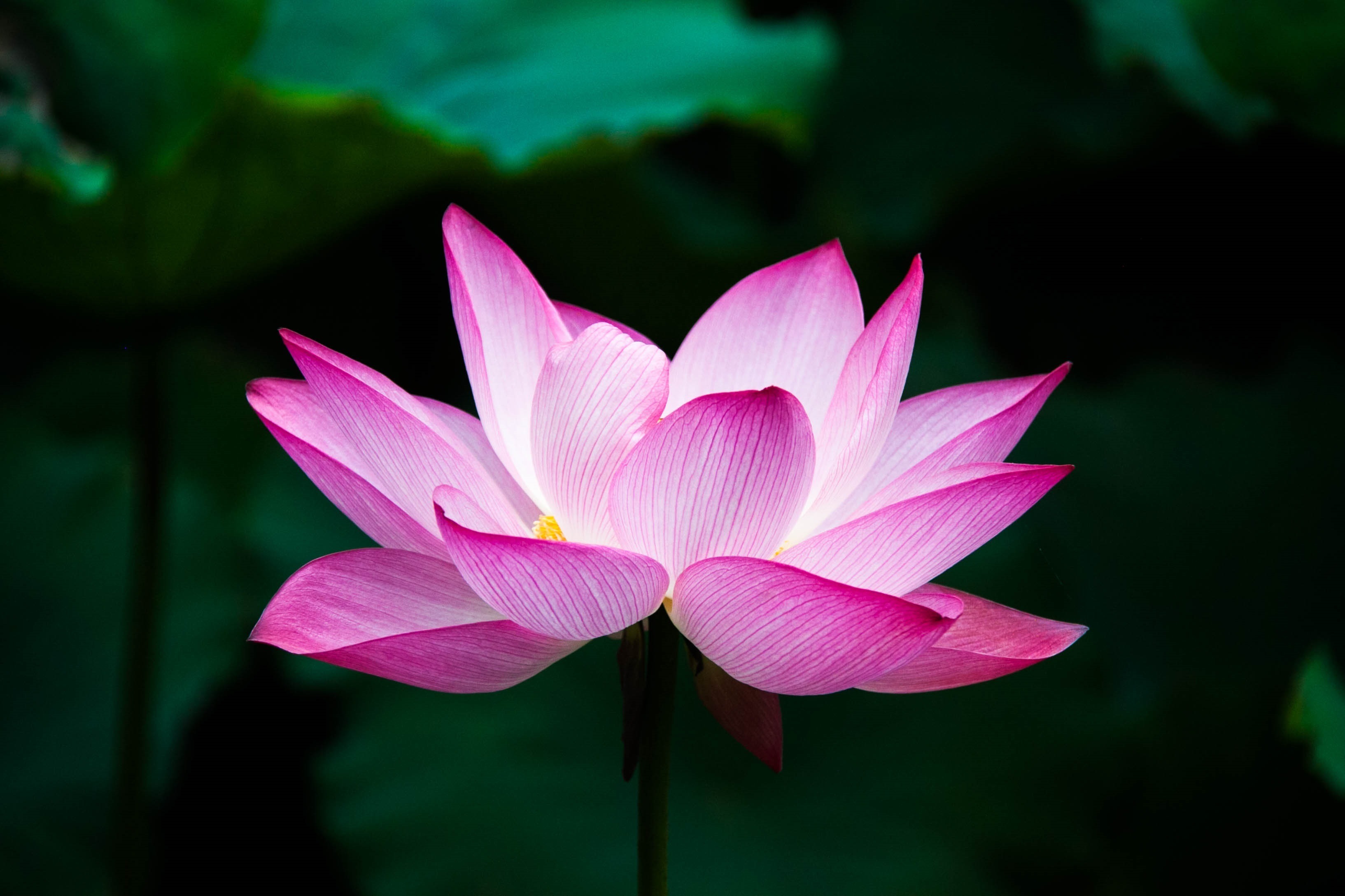 Lotus cover art for Adhyay 2