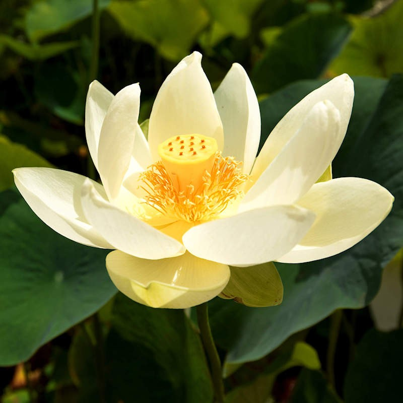 Lotus cover art for Adhyay 3