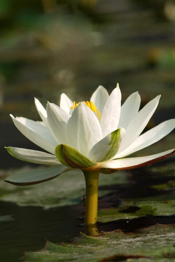 Lotus cover art for Adhyay 4