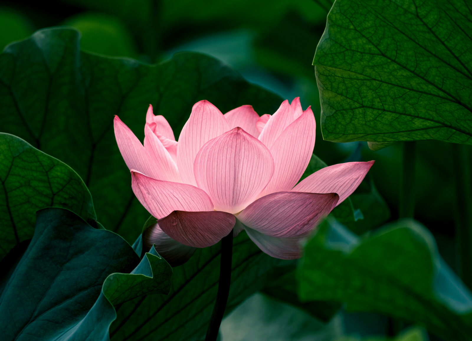 Lotus cover art for Adhyay 5