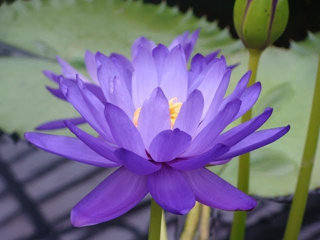 Lotus cover art for Adhyay 6