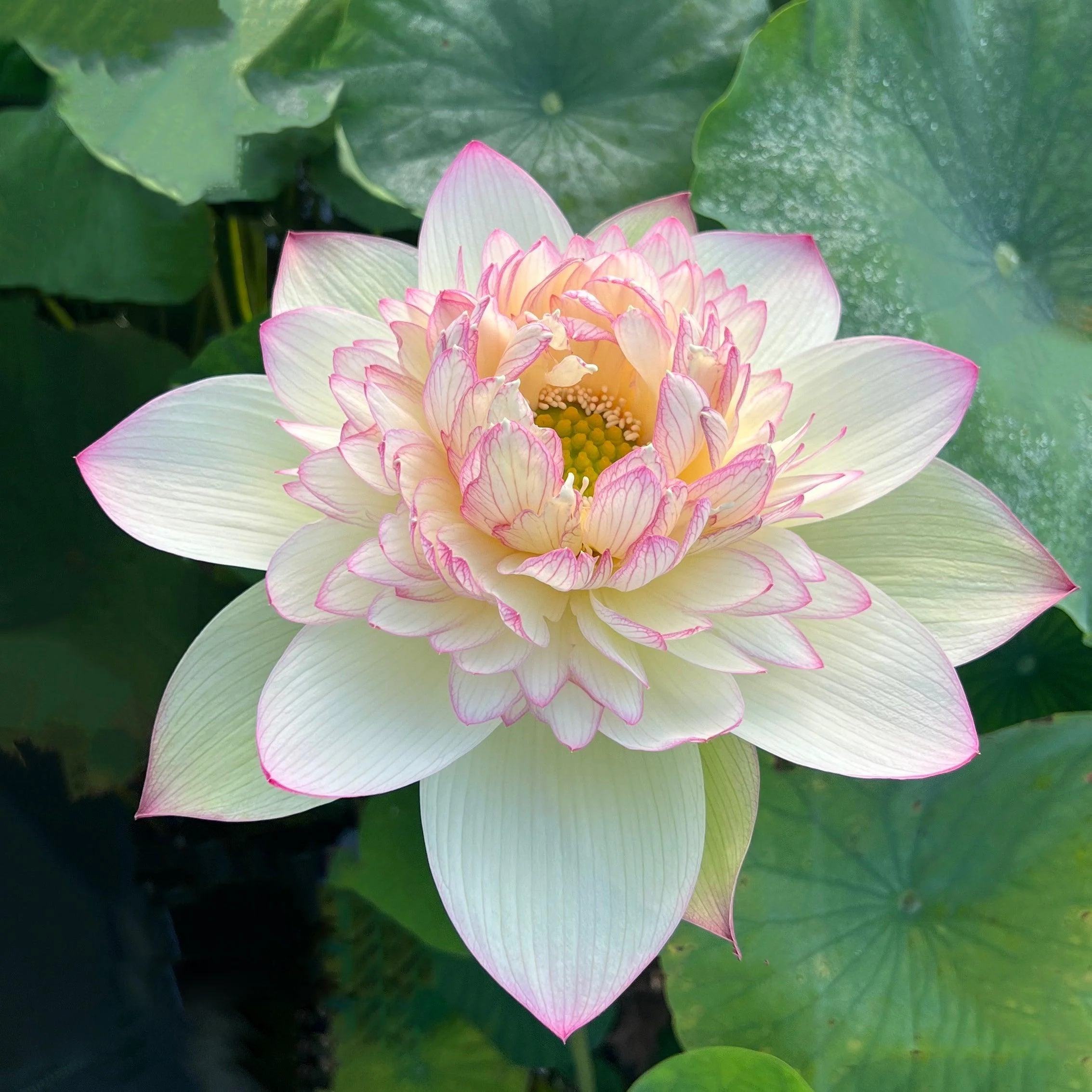 Lotus cover art for Adhyay 7