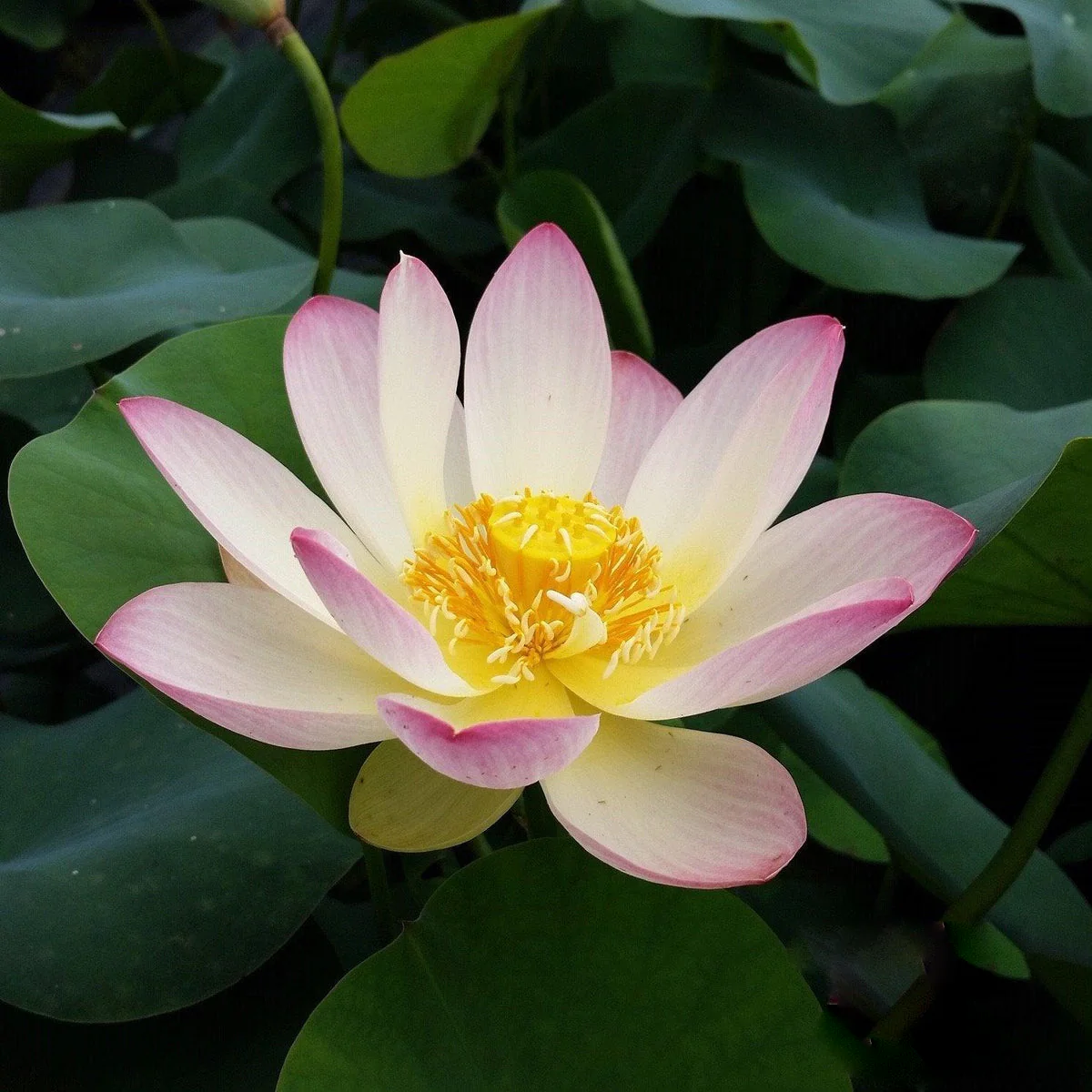 Lotus cover art for Adhyay 8