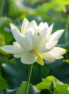 Lotus cover art for Adhyay 9
